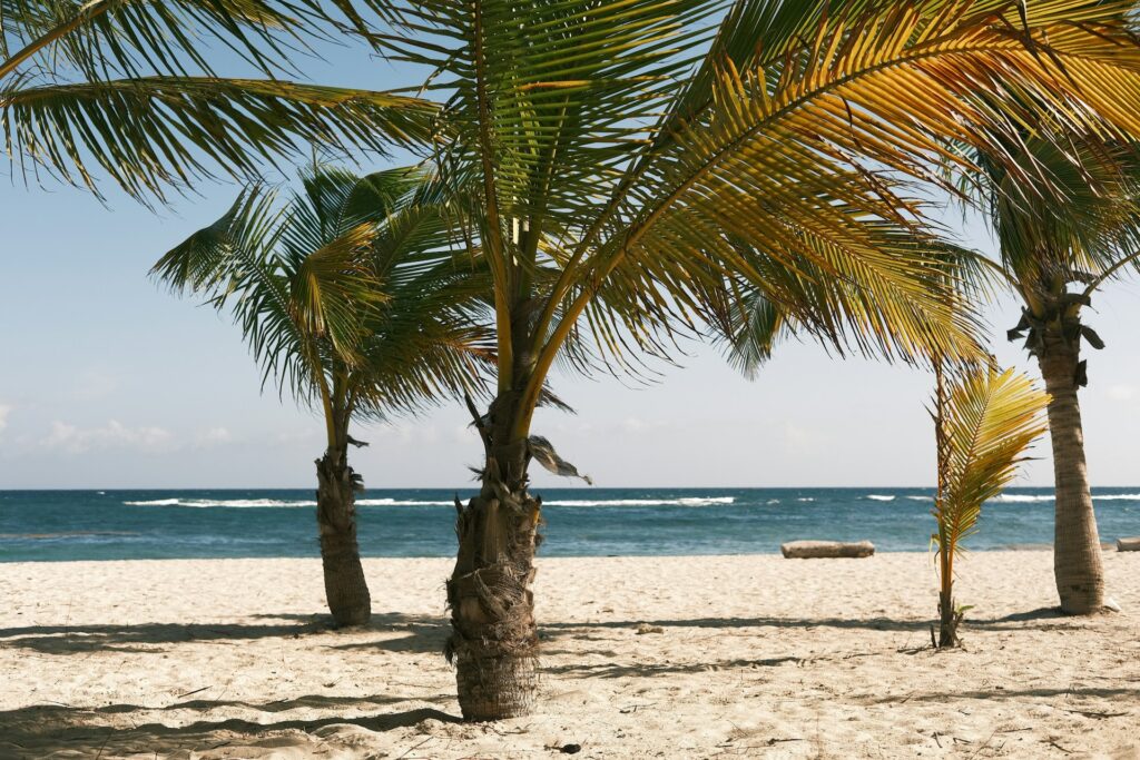 Palm trees on a beach, representing Jurisdiction Simpliciter.